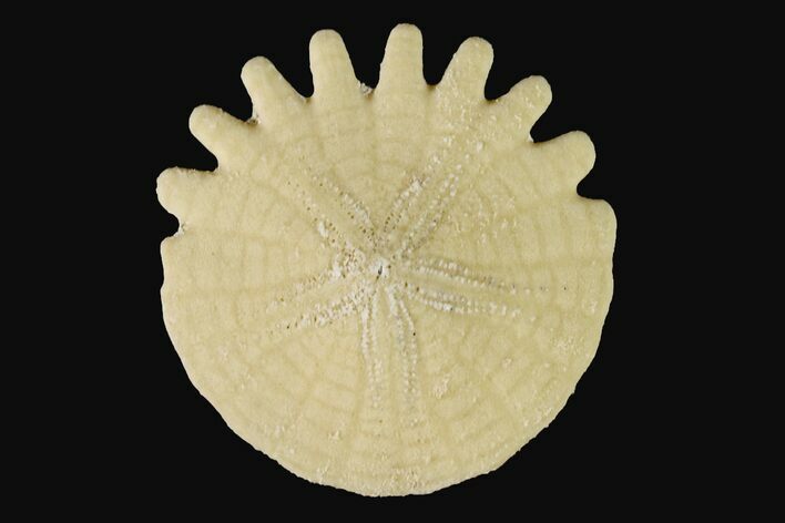Fossil Sand Dollar (Heliophora) - Boujdour Province, Morocco #160287